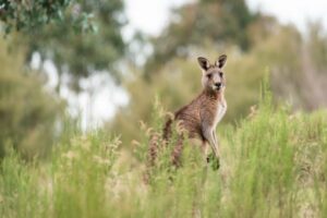 Envoi de colis petit format de France vers l'Australie